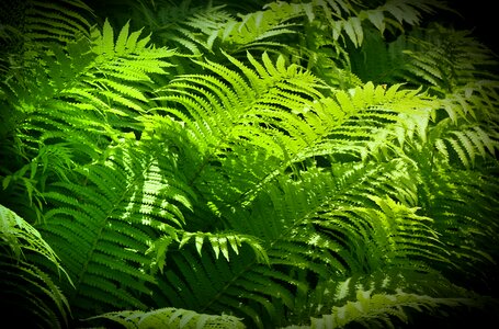 Fruitful lush growth
