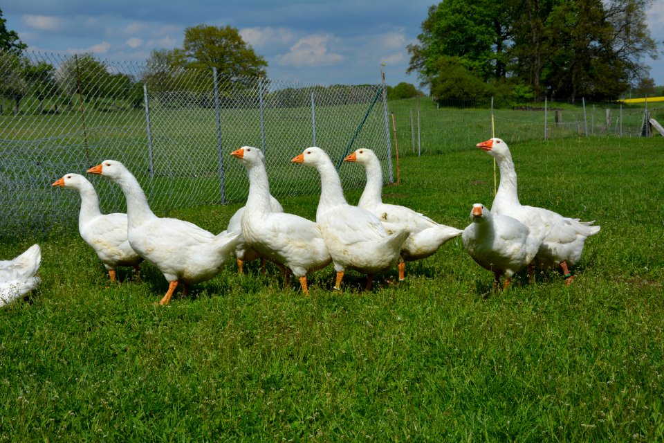 Schar Deutscher Legegänse auf einer Wiese (3)