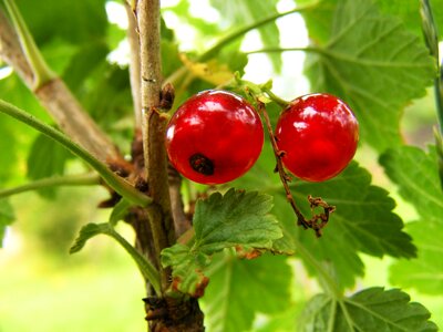 Red green vitamins