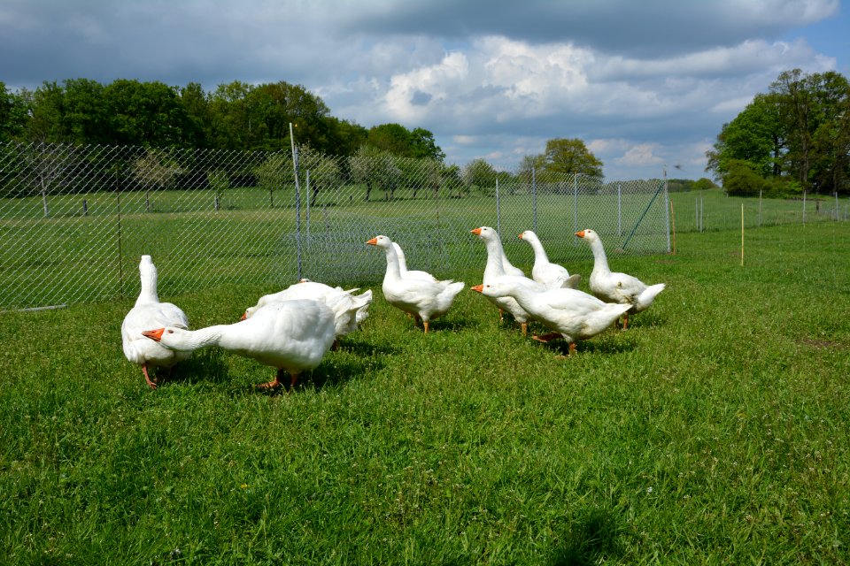 Schar Deutscher Legegänse auf einer Wiese (4)