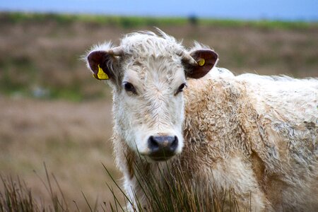 Farm cattle field