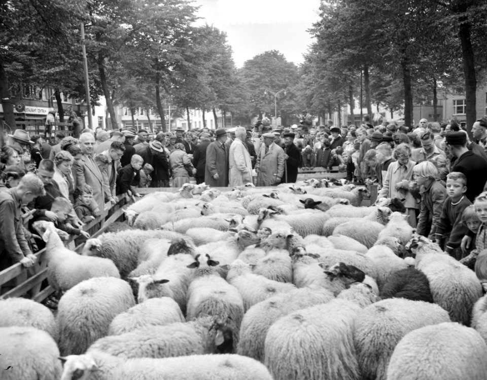 Schapendag te Ede. Op de markt, Bestanddeelnr 907-9570