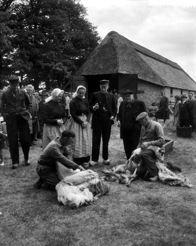 Schapen van de schaapskooi Zuidwinkel bij Ede worden geschoren, Bestanddeelnr 909-6290