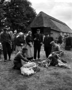 Schapen van de schaapskooi Zuidwinkel bij Ede worden geschoren, Bestanddeelnr 909-6290