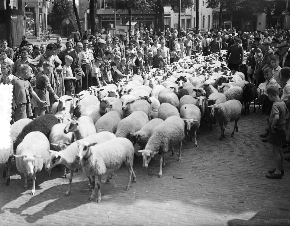 Schapenfeest Ede op de Veluwe, Ginkelse schaapskudde in dorp Ede, Bestanddeelnr 907-2814