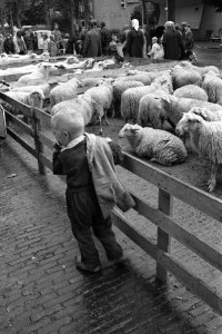 Schapendag te Ede Door regen weinig bezoek, Bestanddeelnr 915-4677