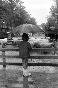 Schapendag te Ede Door regen weinig bezoek, Bestanddeelnr 915-4673