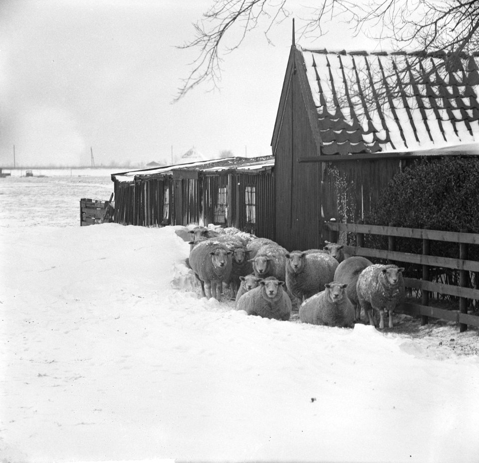 Schapen ingesneeuwd op de weg Ylpendam-Purmerend, Bestanddeelnr 914-6691