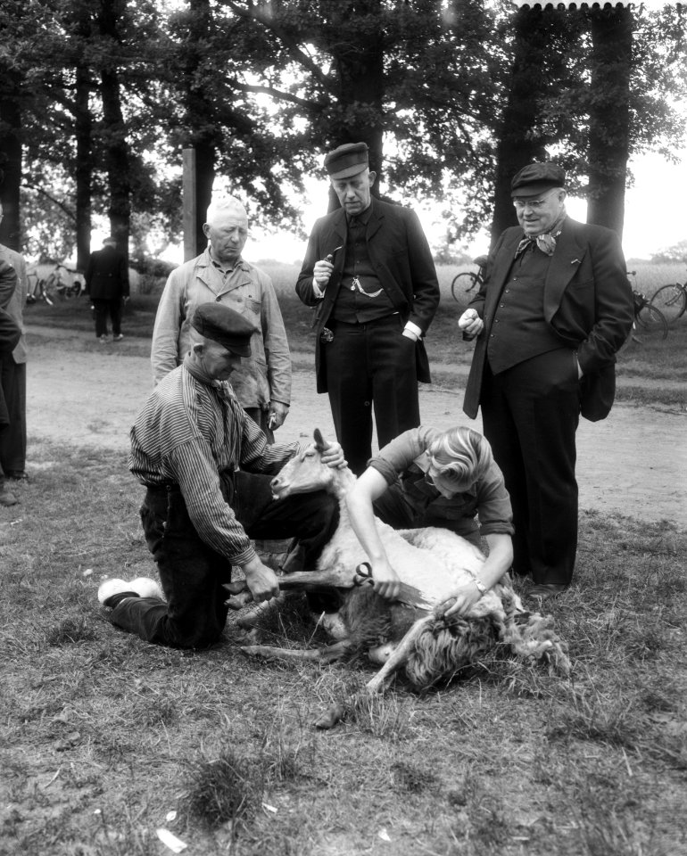 Schapen van de schaapskooi Zuid-Ginkel bij Ede worden geschoren, Bestanddeelnr 909-6292