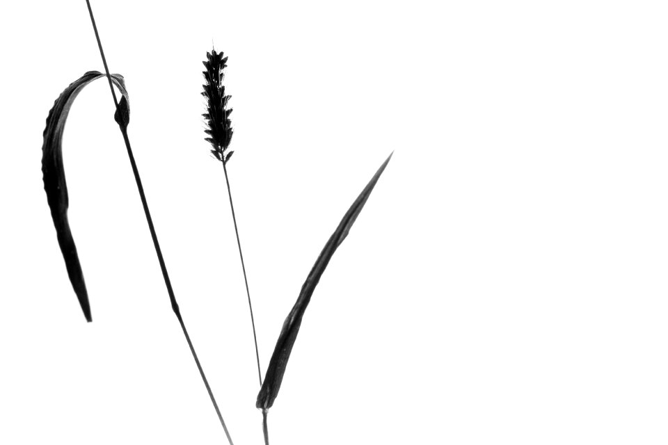 Still life grass silhouette