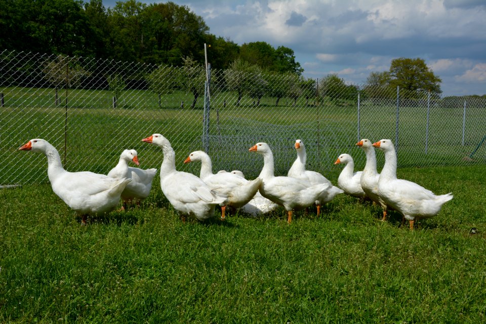 Schar Deutscher Legegänse auf einer Wiese (5)