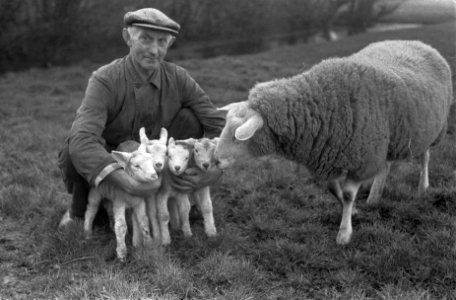 Schapenvierling bij boer Vreugdenhil te Loosduinen, Bestanddeelnr 911-0626