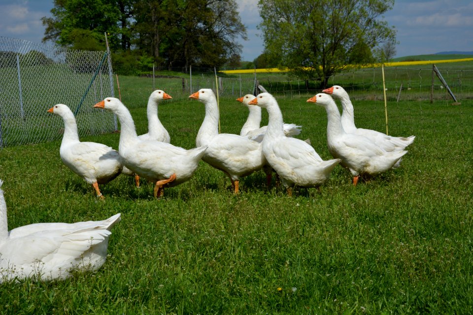 Schar Deutscher Legegänse auf einer Wiese (2)
