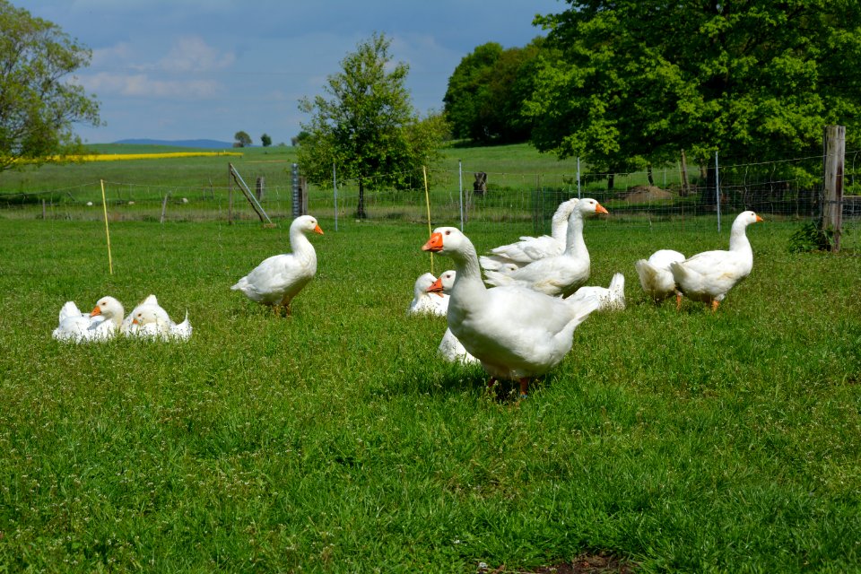 Schar Deutscher Legegänse auf einer Wiese