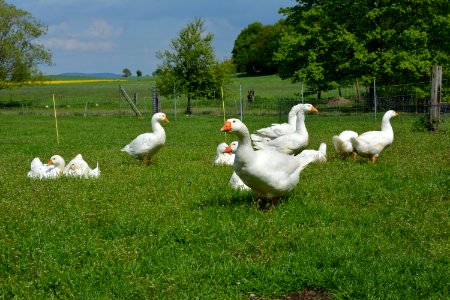 Schar Deutscher Legegänse auf einer Wiese