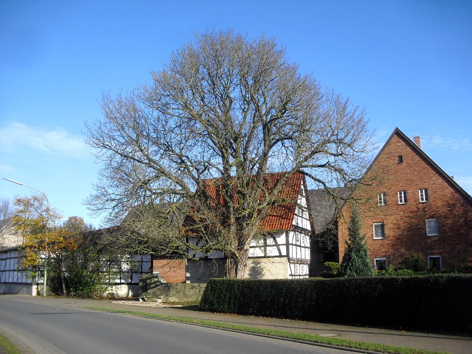 Scharmede-Kastanie am alten Speicher