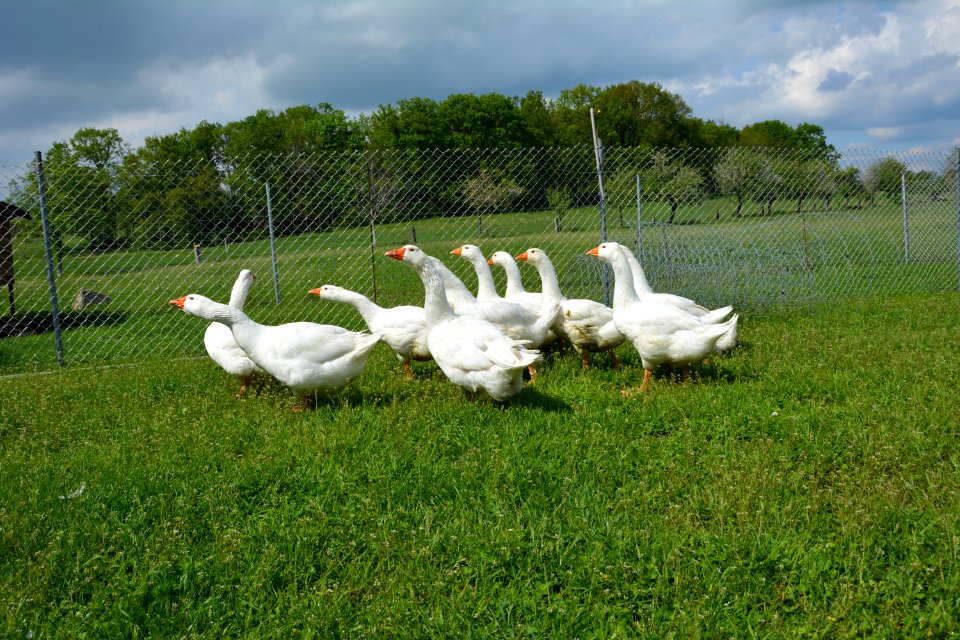 Schar Deutscher Legegänse auf einer Wiese (6)