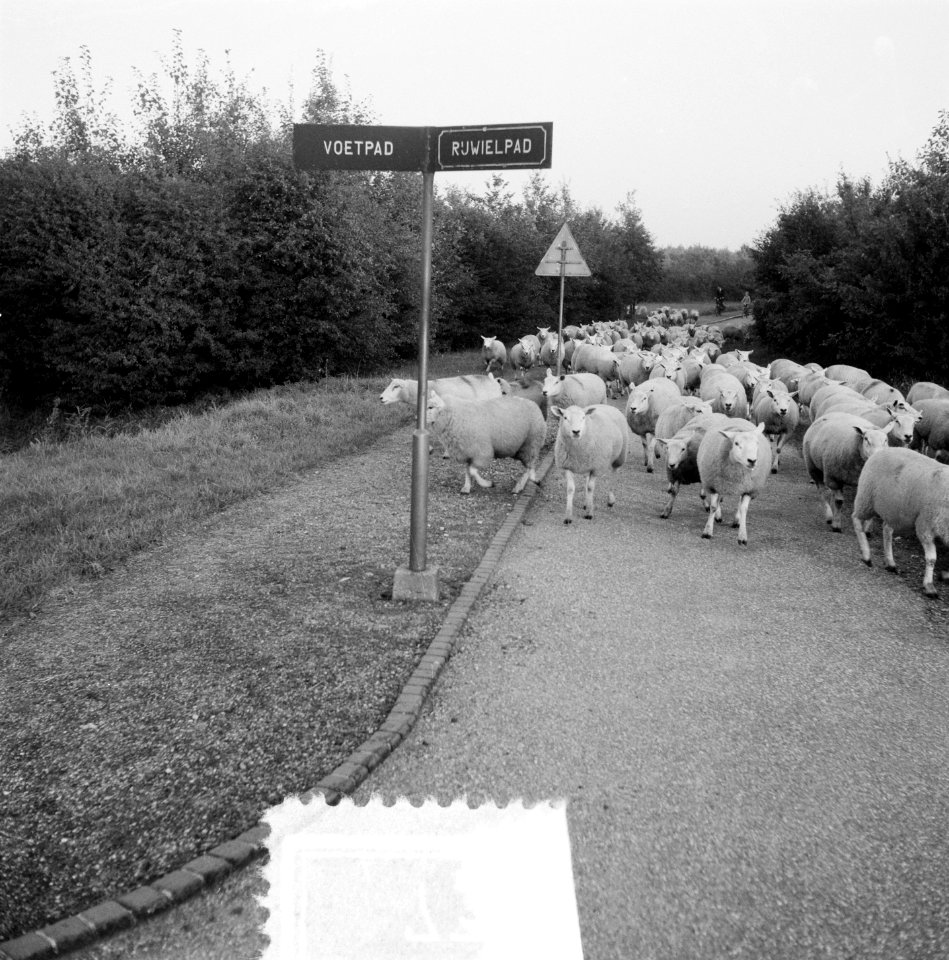 Schapenkudde in Amsterdamse Bos, scheper K. L. Meyer, Bestanddeelnr 907-3785