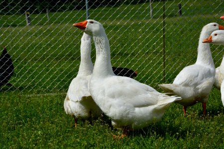Schar Deutscher Legegänse auf einer Wiese (7)
