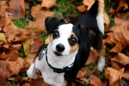 Leaves head animal