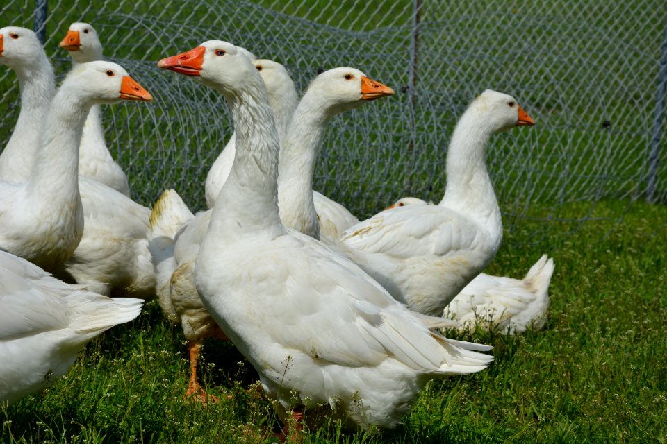 Schar Deutscher Legegänse auf einer Wiese (8)