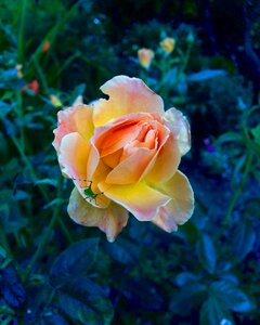 Contrast blush garden