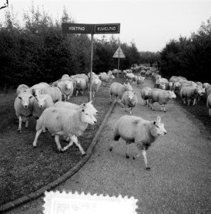 Schapenkudde in Amsterdamse Bos, Bestanddeelnr 907-3783