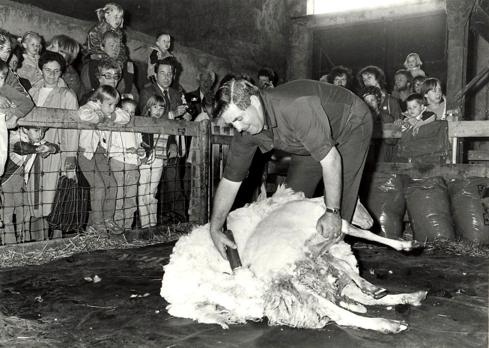 Schapenscheerder aan het werk in de recreatieboerderij 'Zorgvrij'. Aangekocht in 1985 van fotograaf C. de Boer. - Negatiefnummer 24226 k 633. - Gepubliceerd in het Haarlems Dagblad van 18.06, NL-HlmNHA 54016648