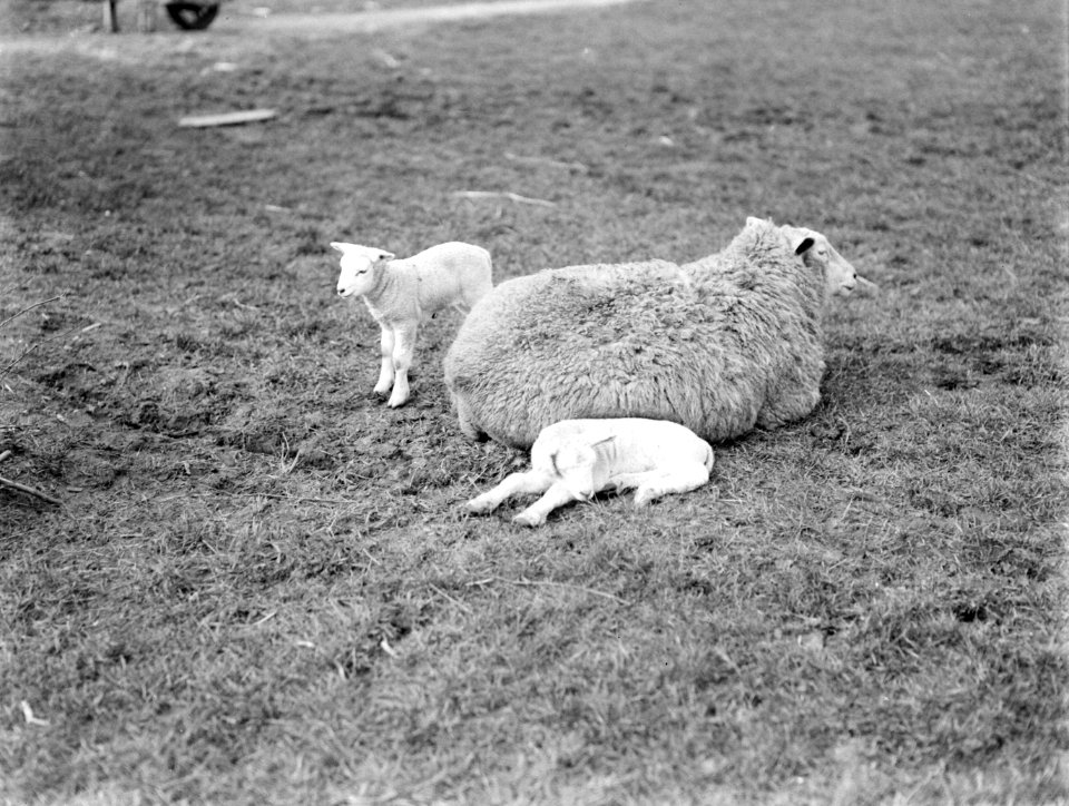 Schaap en lammetjes bij boerderij bij De Zilk, Bestanddeelnr 189-0218