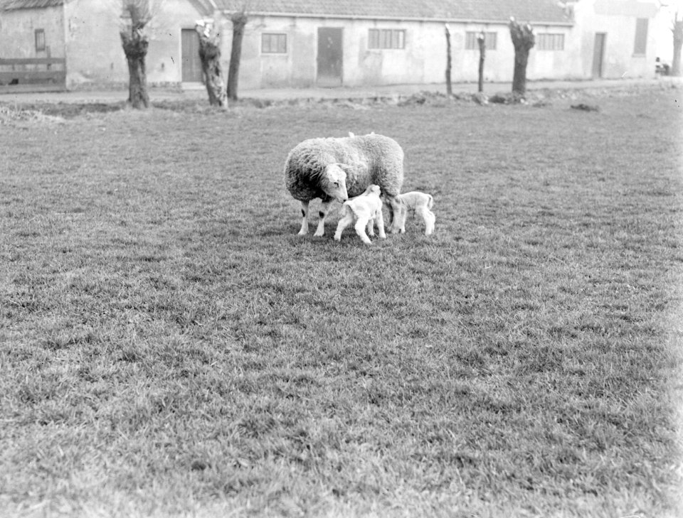 Schaap en lammetjes bij boerderij bij De Zilk, Bestanddeelnr 189-0221