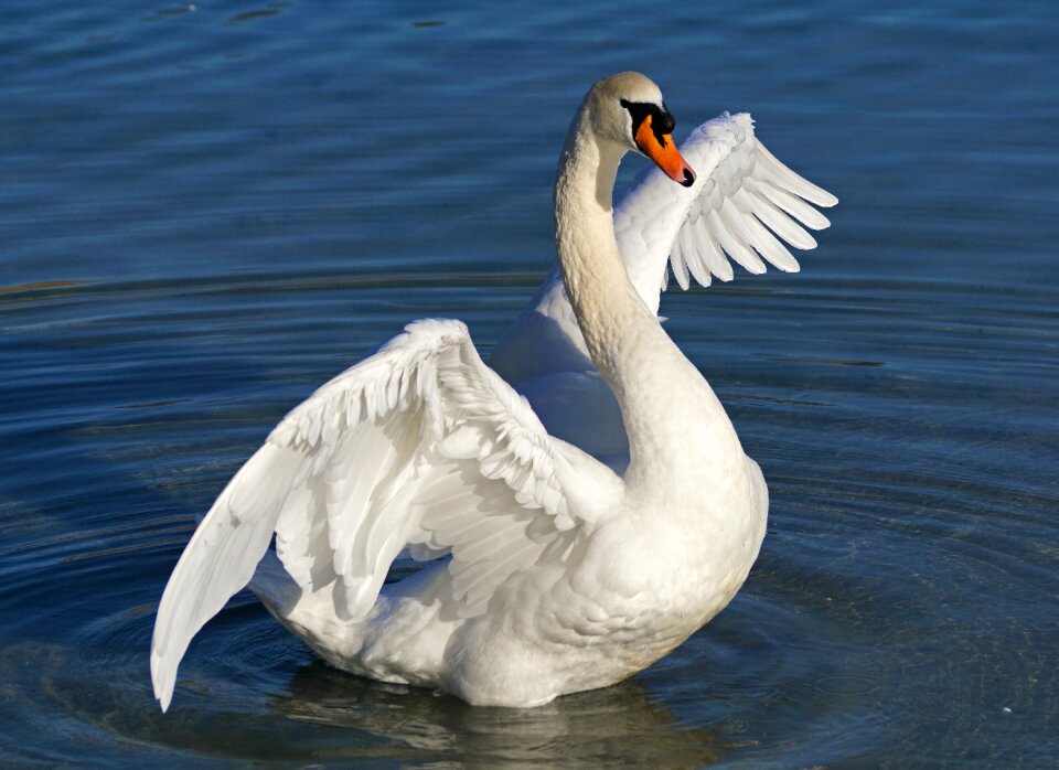 Bird white swan water bird