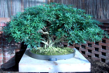 Schefflera arboricola (bonsai), Phipps Conservatory, 2014-03-01