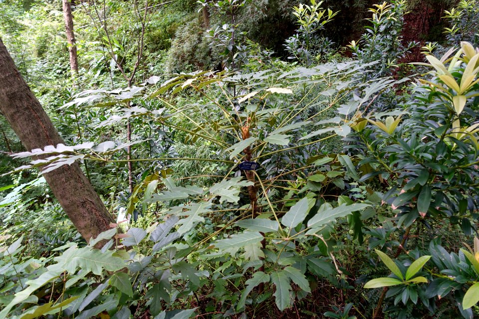 Schefflera delavayi - Chengdu Botanical Garden - Chengdu, China - DSC03349
