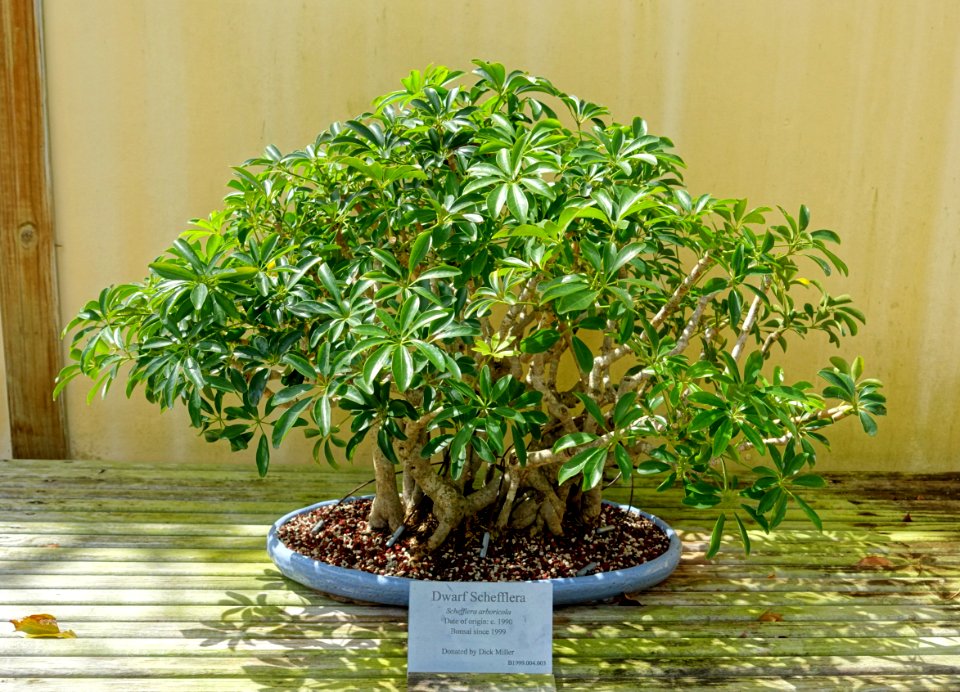 Schefflera arboricola - Morikami Museum and Japanese Gardens - Palm Beach County, Florida - DSC03486