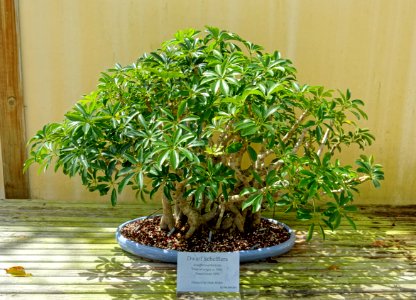 Schefflera arboricola - Morikami Museum and Japanese Gardens - Palm Beach County, Florida - DSC03486