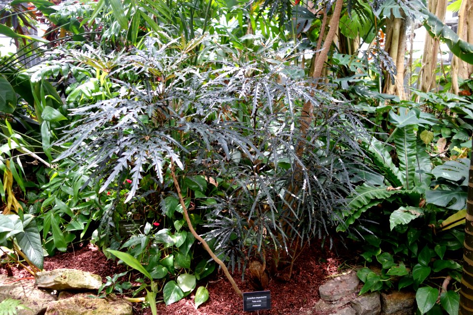 Schefflera elegantissima - Krohn Conservatory - DSC03686