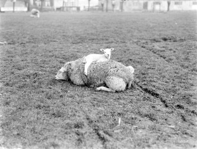 Schaap en lammetje bij boerderij bij De Zilk, Bestanddeelnr 189-0222