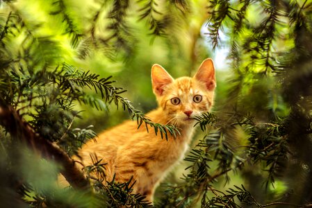 Nature forest red cat