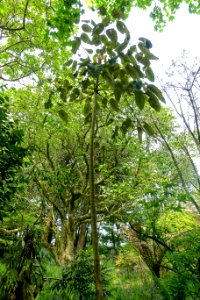 Schefflera macrophylla - Trewidden Garden - Cornwall, England - DSC02254