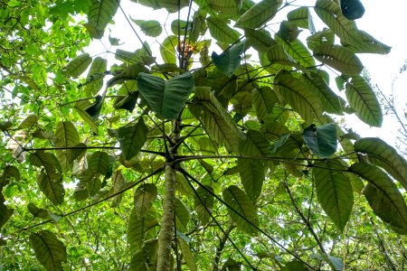 Schefflera macrophylla - Trewidden Garden - Cornwall, England - DSC02256