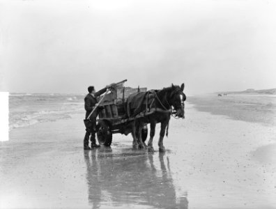 Schelpenvissen in Zandvoort, Bestanddeelnr 904-4417