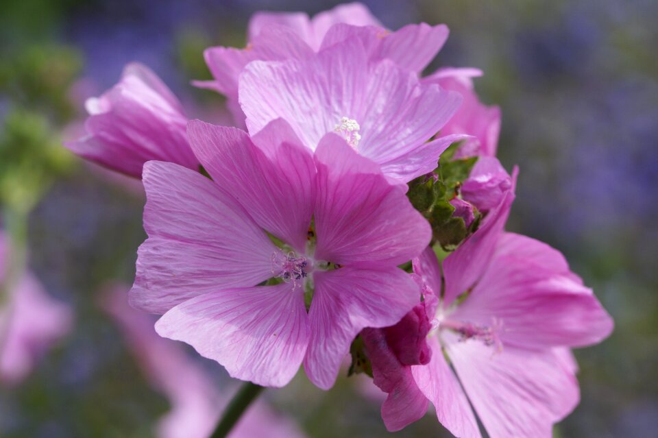 Purple magenta spring