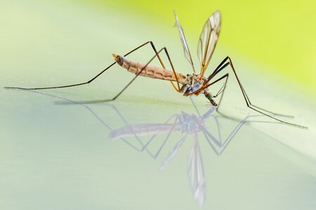 Insect forest nature