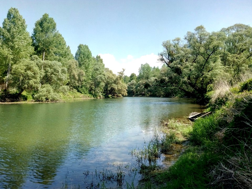 Scheidgraben, Au am Rhein, Veldesgrund