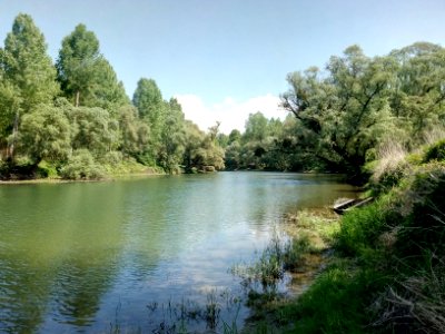 Scheidgraben, Au am Rhein, Veldesgrund