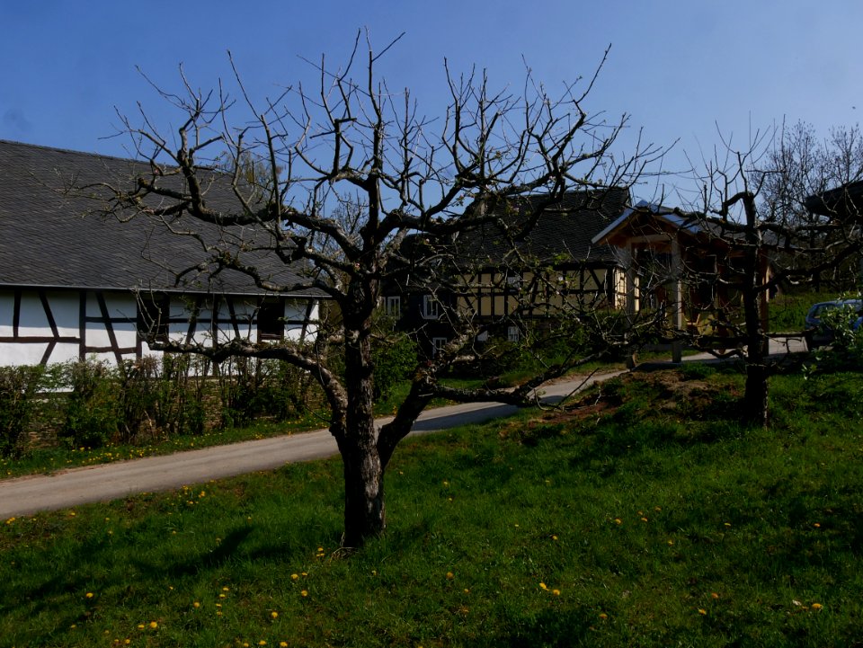 Schöner aus Nordhausen Freilichtmuseum Roscheider Hof Ganzer Baum H6