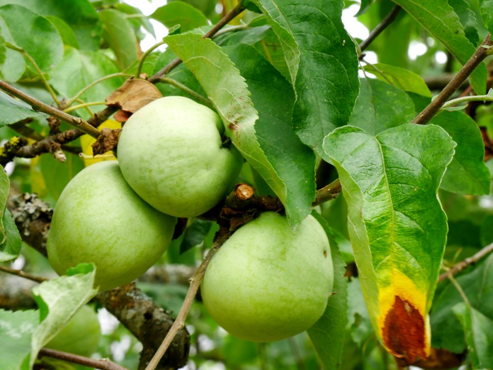 Schöner aus Nordhausen Freilichtmuseum Roscheider Hof Frucht h7