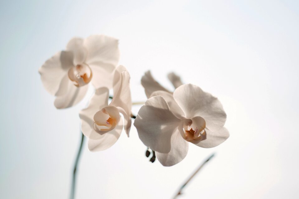 Bloom blooming blossom