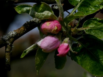 Schöner aus Nordhausen Freilichtmuseum Roscheider Hof Knospen H1