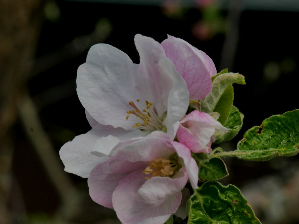 Schöner aus Nordhausen Freilichtmuseum Roscheider Hof Blüte H3